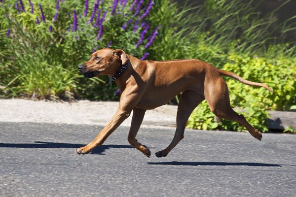 犬瘟热后遗症