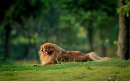 犬细小病毒的常识，宠物主人必须知道