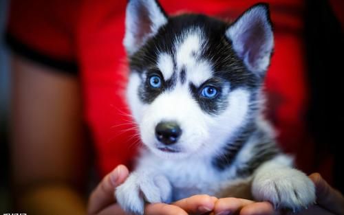 安宫牛黄丸在犬瘟热病例治疗中的应用