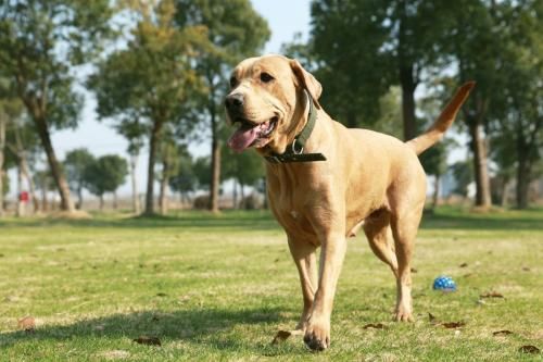 拉布拉多患犬细小怎么办