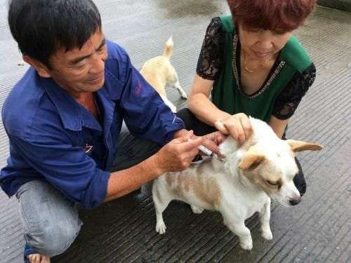 伪狂犬病怎么治疗