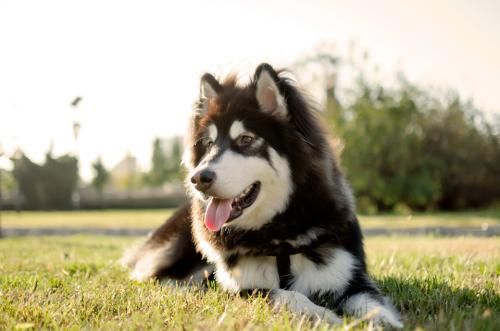 狗狗犬瘟热怎么治