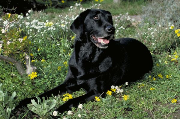 犬瘟热后遗症