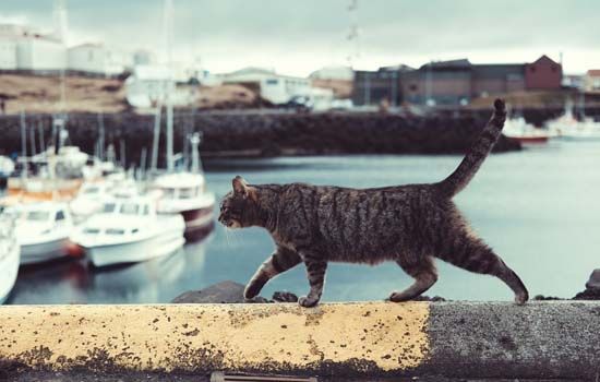 流浪猫会记住给它喂食的人吗？