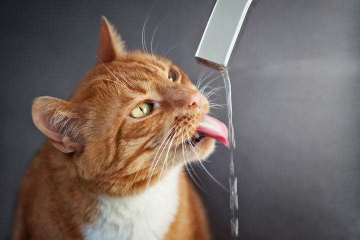 应该喂猫咪喝温水还是冷水