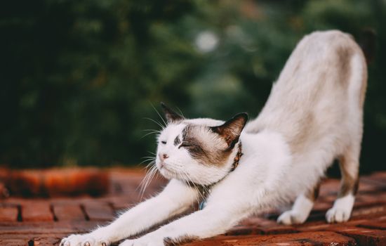 猫咪一天的正常饮水量