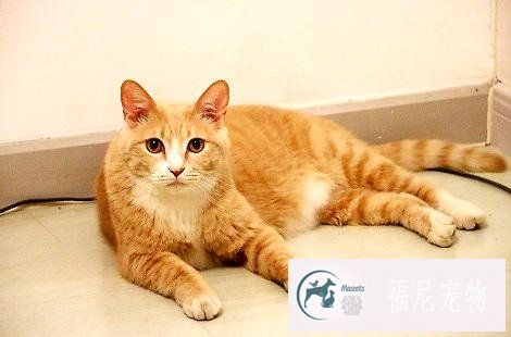 猫粮需要从哪些方面进行选择？