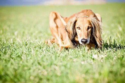 萨路基猎犬的喂养常识，这些知识帮助你饲养萨路基猎犬！