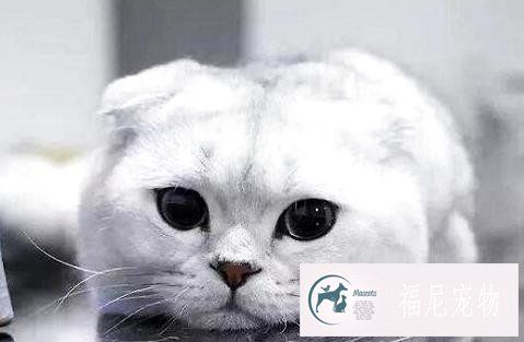 猫咪除了吃猫粮需要额外的补充营养吗？