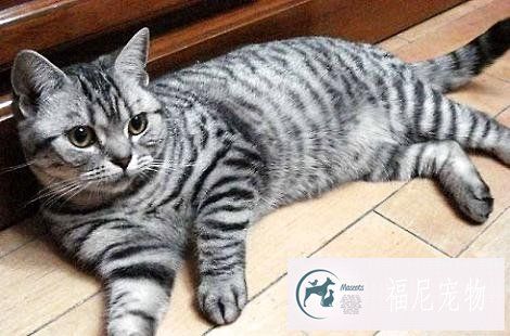 美国短毛猫绝育之后需要注意哪些？