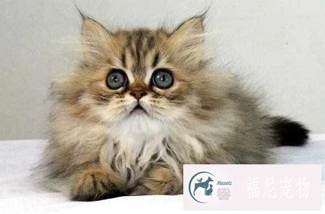 金吉拉和布偶猫哪个更容易饲养？