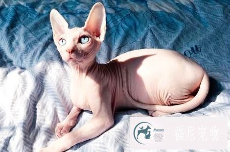 无毛猫一个月能吃多少猫粮？需要花多少钱？