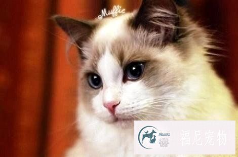 金吉拉和布偶猫可以配种吗？