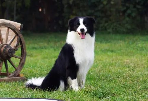 边境牧羊犬很适合家养的伴侣犬，下面是饲养介绍！