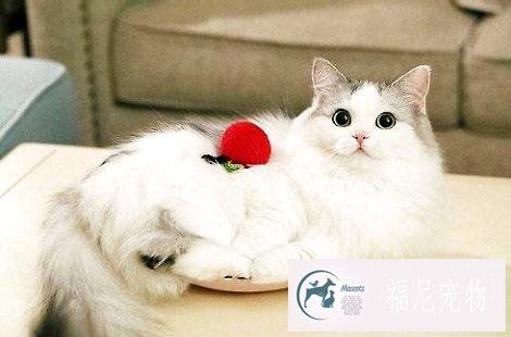 金吉拉和布偶猫可以配种吗？