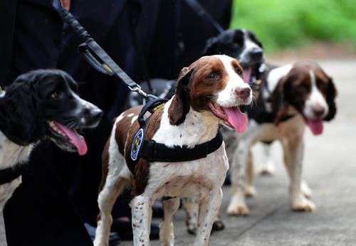 史宾格犬饲养注意，该怎么有效饲养史宾格犬