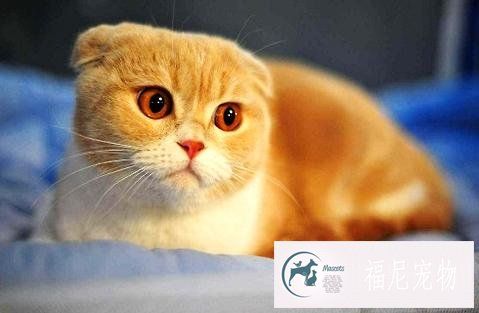 猫咪是不是吃猫粮比较好？