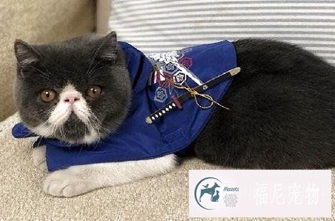 怎么样能训练让猫咪不上床睡觉？