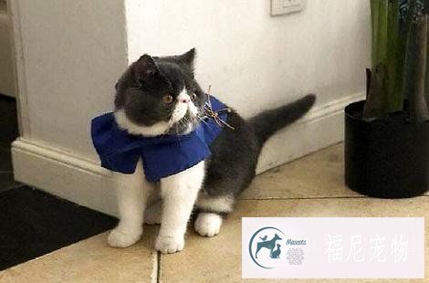 猫咪生病了，吃饭上要做什么改变？