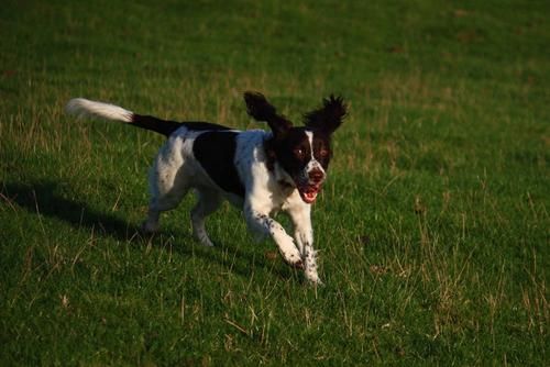 史宾格犬饲养注意，该怎么有效饲养史宾格犬