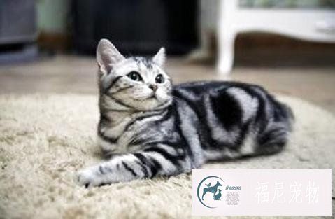 猫发情有什么表现