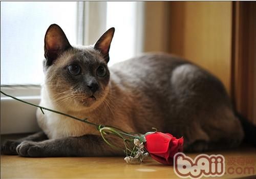 如何训练猫咪犯错后记住错误