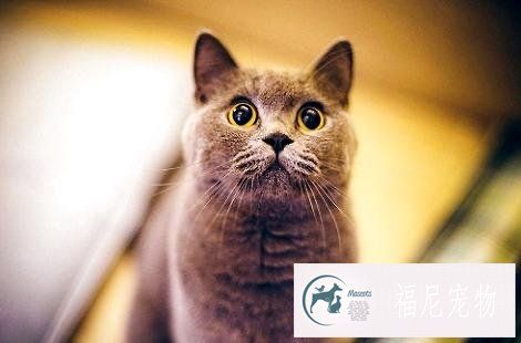 英国短毛猫发情期间能不能做绝育手术？