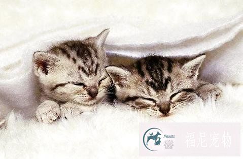 猫咪是不是吃猫粮比较好？