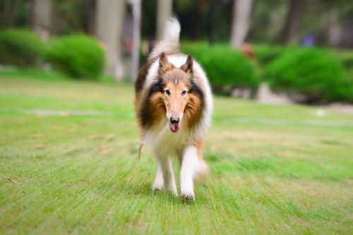 苏格兰牧羊犬的饲养方法，如何饲养苏格兰牧羊犬