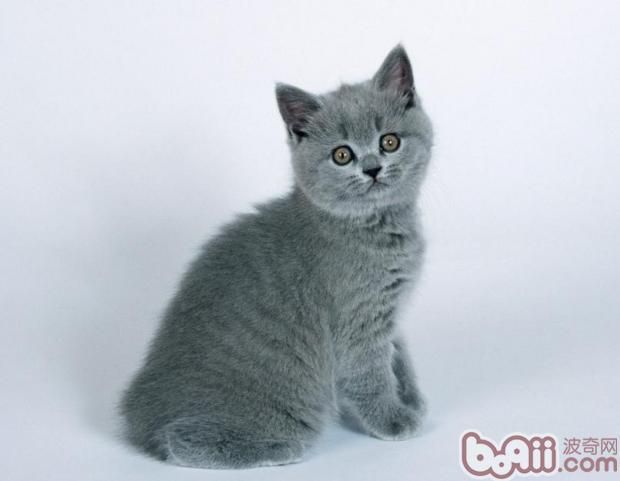 猫咪空运时候要注意什么 猫咪空运时候要注意什么