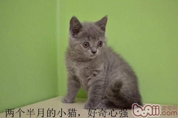 从猫咪牙齿推算猫咪年龄