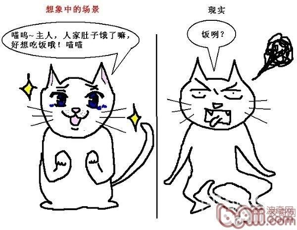 猫咪行为图解:养过猫的都懂 