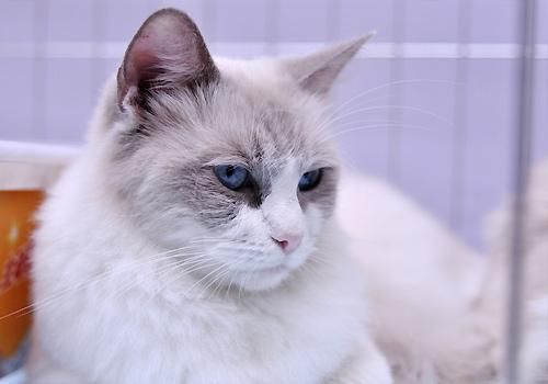 猫咪绝食有哪些原因这几种是比较常见的！