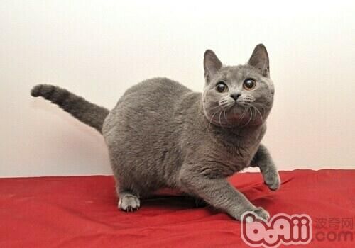 沙特尔猫的喂食要求 沙特尔猫的喂食要求