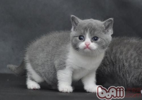 猫咪也有血型之分 猫咪也有血型之分