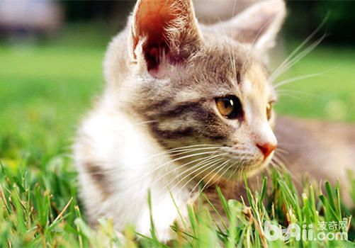 猫咪焦虑的表现有哪些？什么原因导致猫咪焦虑？