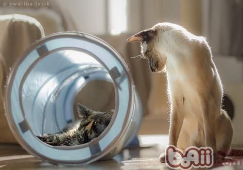 短毛猫的洗澡方法 短毛猫的洗澡方法