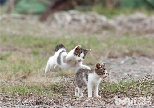 猫咪会用哪些方式确定领地？