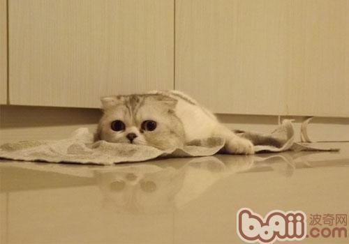 折耳猫智商排名居中无悬念 折耳猫智商排名居中无悬念