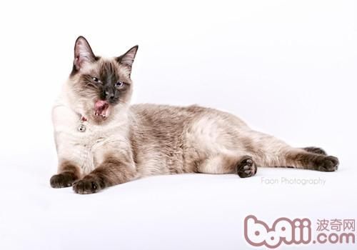 猫咪吃蛋糕好吗 猫咪吃蛋糕好吗