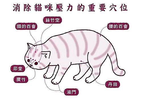 给猫咪按摩有什么好处