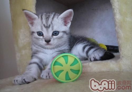 改善猫咪毛质的方法有哪些 改善猫咪毛质的方法有哪些