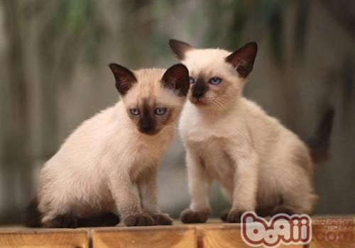 如何调整年老猫咪的饮食