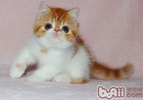 猫咪的猫抓板如何选择