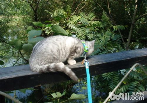 春季带猫出游的注意事项