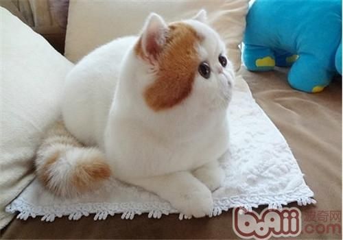 猫咪多涎症的症状及治疗 猫咪多涎症的症状及治疗