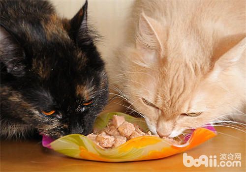 主人要小心猫咪暴饮暴食