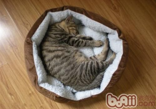 养猫怎么预防弓形虫 养猫怎么预防弓形虫