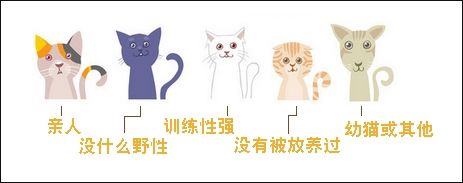 不是每只流浪猫都适合被圈养