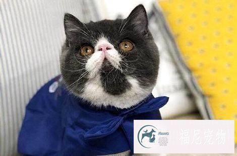 会有哪些原因引起异国短毛猫呕吐？